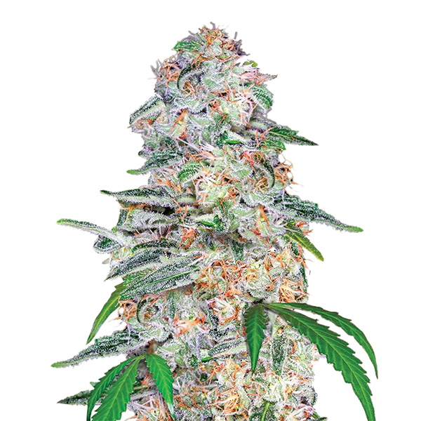 semillas feminizadas Blue Dream para cultivo de cannabis