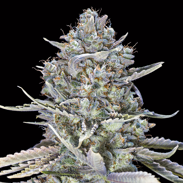 semillas feminizadas Blue Dream Fast para cultivo rápido