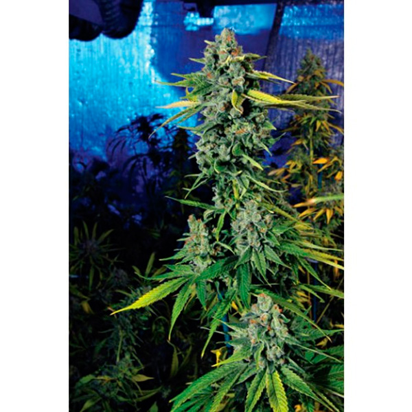 Semillas feminizadas Blue Dream Haze de The Cali Connection