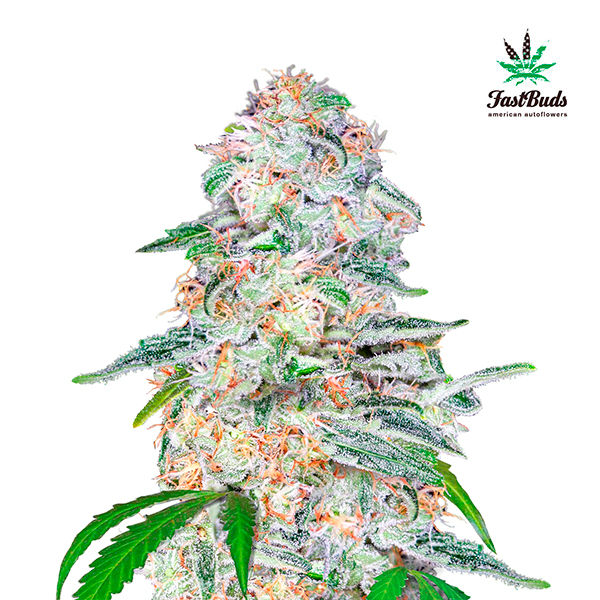 Semilla feminizada Blue Dreammatic de FastBuds para cultivo de cannabis