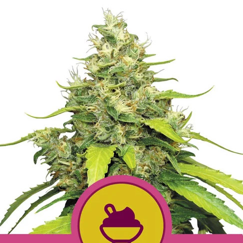 semillas feminizadas Blue Gelato de Royal Queen Seeds para cultivo