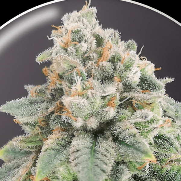 semillas feminizadas Blue Hell CBD para cultivo medicinal