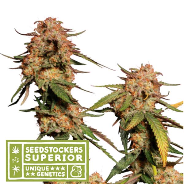 semilla feminizada Blue Moby de Seedstockers para cultivo