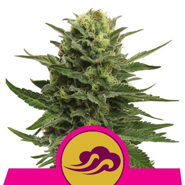 semillas feminizadas Blue Mystic Royal Queen Seeds para cultivo