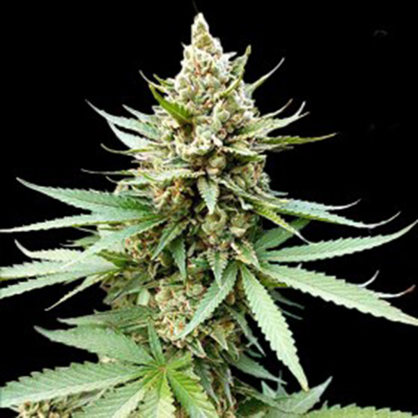 Semillas feminizadas Blue OG de G13 Labs para cultivo