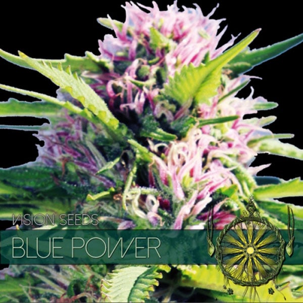 semillas feminizadas Blue Power de Vision Seeds para cultivo