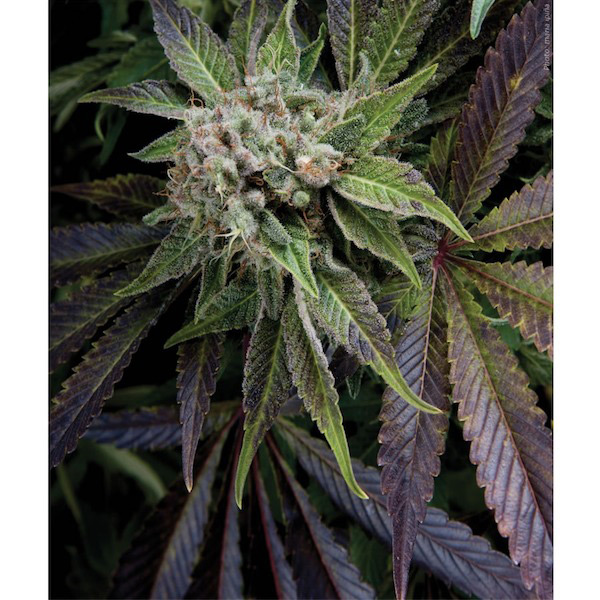 Blíster con 12 unidades de semillas feminizadas Blue Pyramid de Pyramid Seeds
