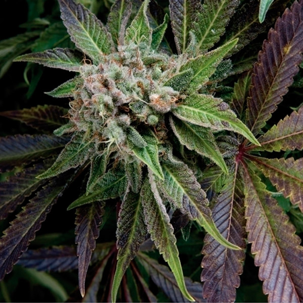 semillas feminizadas Blue Pyramid de Pyramid Seeds para cultivo de cannabis