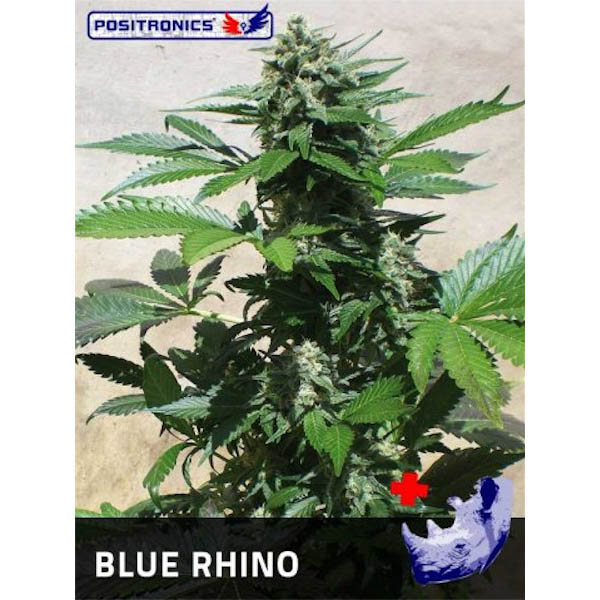 tres semillas feminizadas Blue Rhino de Positronics Seeds