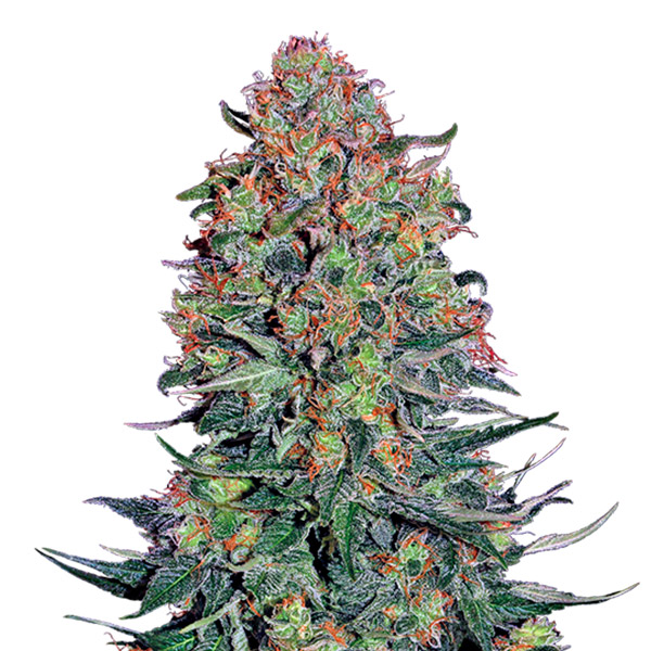 semillas feminizadas Blue Skunk de Sensi Seeds Bank