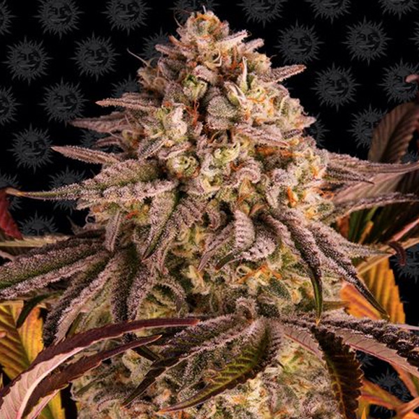 semilla feminizada Blue Sunset Sherbet para cultivo