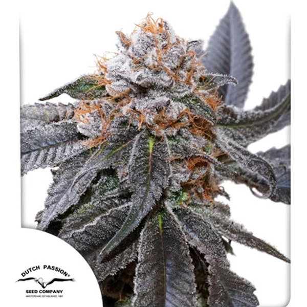 Tres semillas feminizadas Blue Zushi de Dutch Passion para cultivo