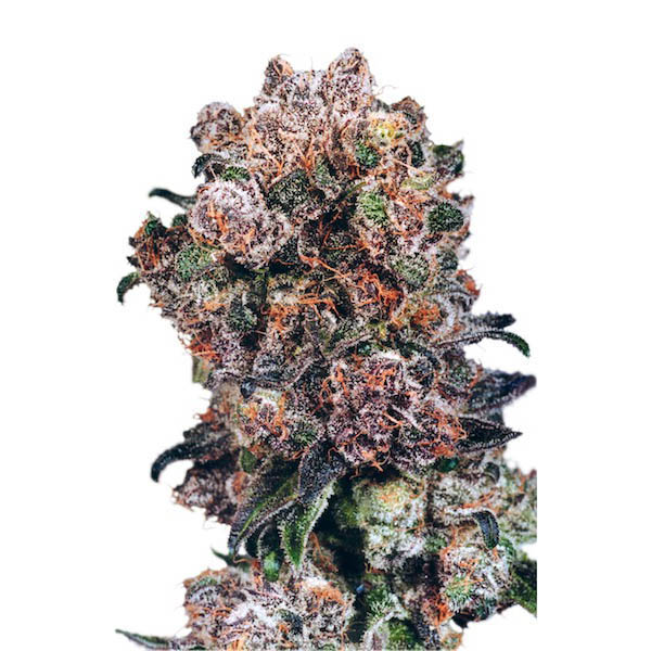 semillas regulares Blueberry de Dutch Passion para cultivo