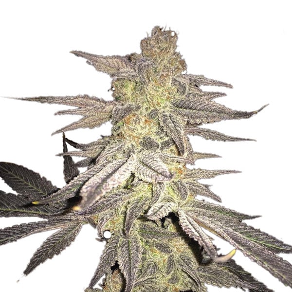 semillas regulares Blueberry de Nirvana Seeds para cultivo