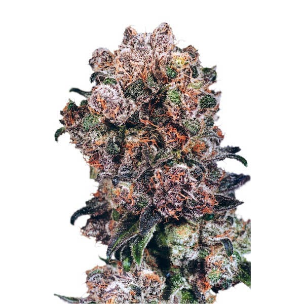 Semillas feminizadas Blueberry de Dutch Passion para cultivo de cannabis