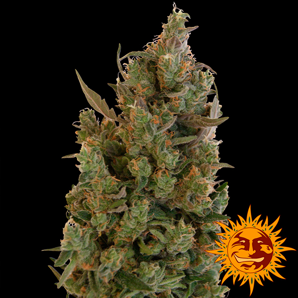 Semillas feminizadas Blueberry Cheese para cultivo