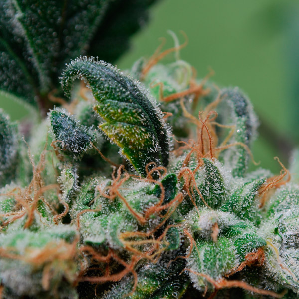semillas feminizadas Blueberry Cheesecake para cultivo