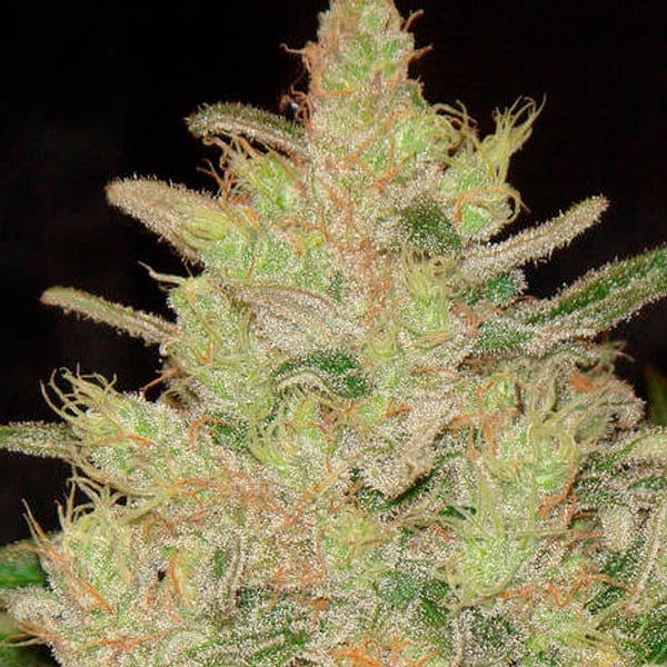Semilla feminizada Blueberry Ghost OG para cultivo