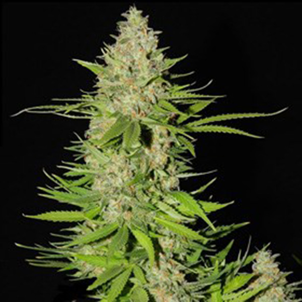 semillas Blueberry Gum paquete 2.5 unidades G13 Labs