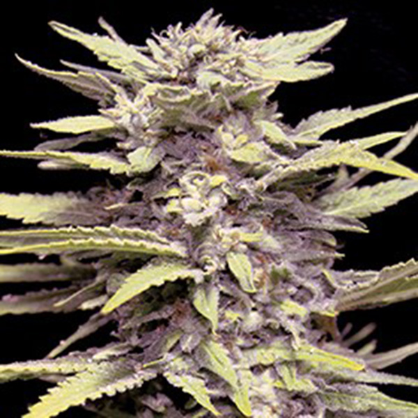 Envase con 5 semillas Blueberry Gum de G13 Labs para cultivo
