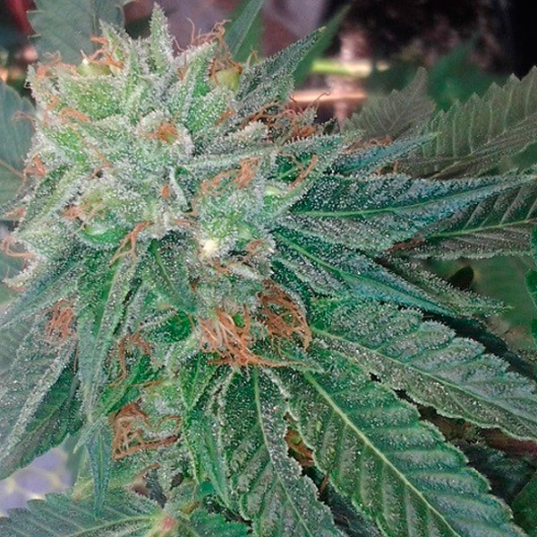 Semilla feminizada Blueberry OG de Barneys