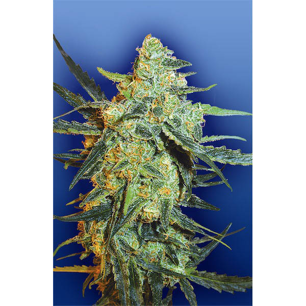 semillas feminizadas Blueberry Skunk para cultivo
