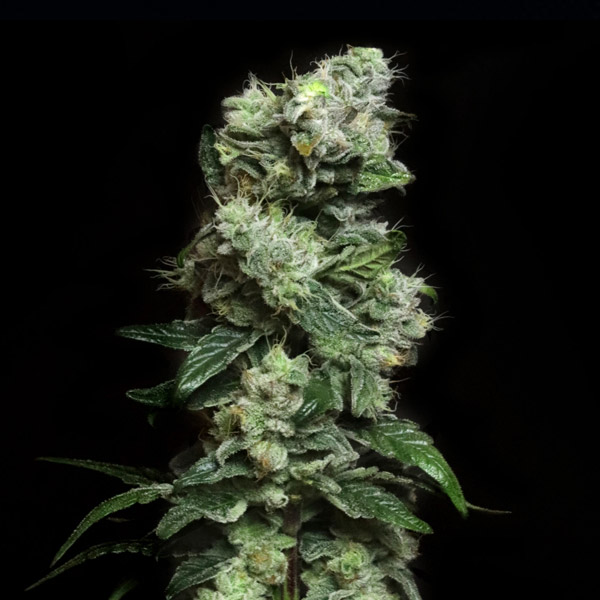 Blunt Bombs Limited Release semillas feminizadas Elev8 Seeds