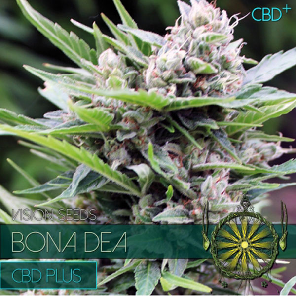 semillas feminizadas Bona Dea DBD+ de Vision Seeds para cultivo