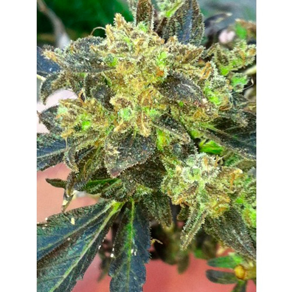 Semillas feminizadas Boss Hogg de The Cali Connection para cultivo