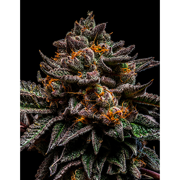 Semilla feminizada Brain Cake de Ripper Seeds para cultivo de cannabis