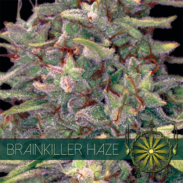 Semillas feminizadas Brainkiller Haze de Vision Seeds para cultivo de cannabis