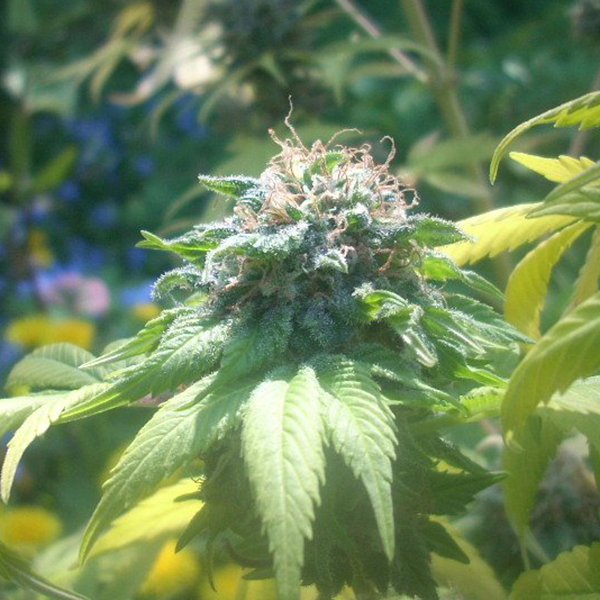 semillas feminizadas Brains Choice de K.C. Brains para cultivo