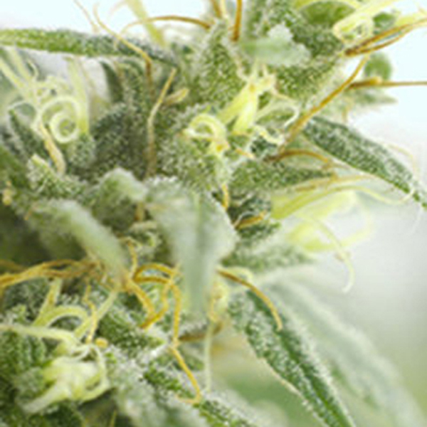 semillas feminizadas Brains Damage de K.C. Brains para cultivo