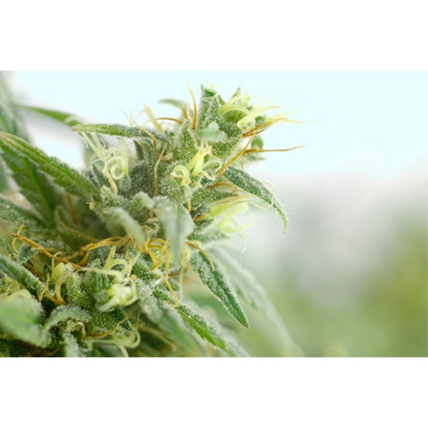 semillas regulares Brains Damage de K.C. Brains para cultivo