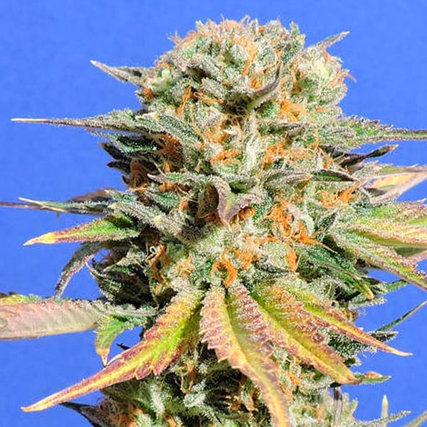 Semilla feminizada Bruce Banner 3:1 para cultivo sensible
