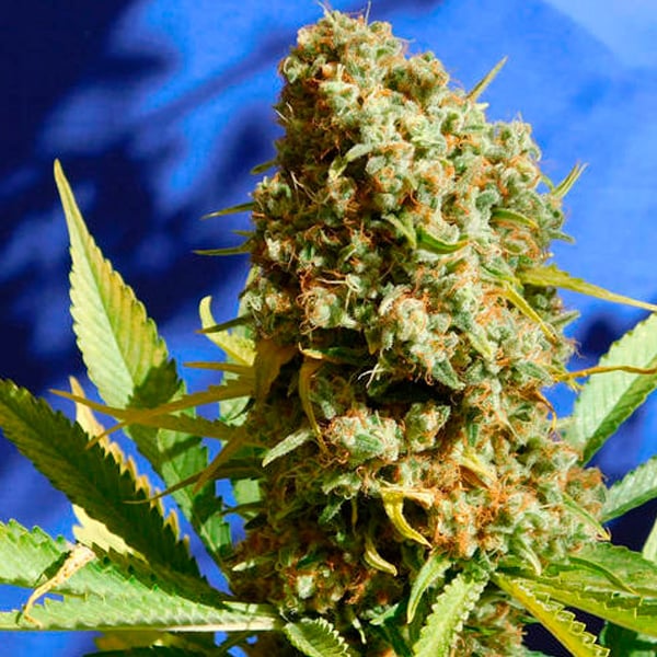 Semilla feminizada Bruce Banner 3 Fast para cultivo de cannabis