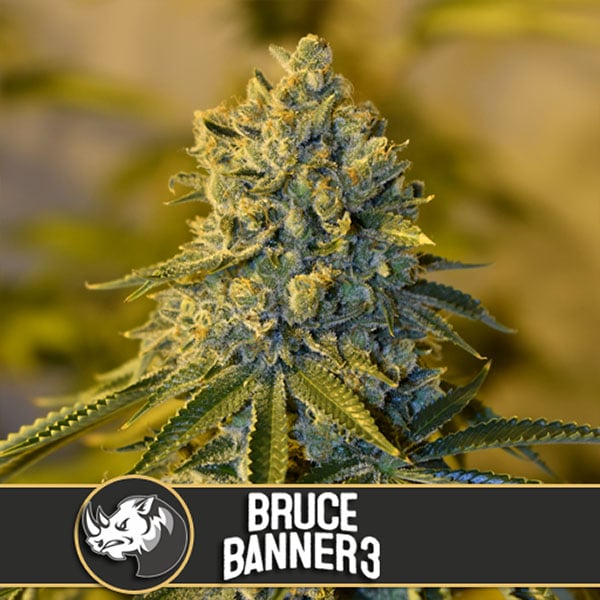 Semillas feminizadas Bruce Banner de Blimburn Seeds para cultivo