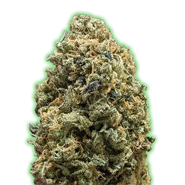 Tres semillas feminizadas Bruce Banner de Monster Genetics para cultivo de cannabis