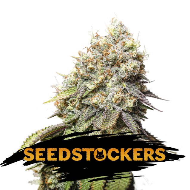 Semilla feminizada Bruce Banner de Seedstockers para cultivo de cannabis