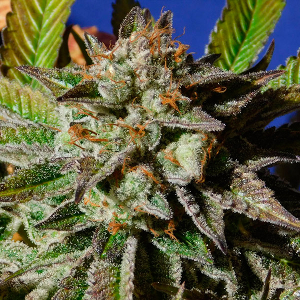Semilla feminizada Bruce Cookies para cultivo sensible