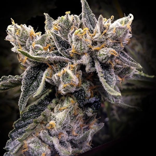Semillas feminizadas Bruised Banana de DNA Genetics para cultivo de cannabis