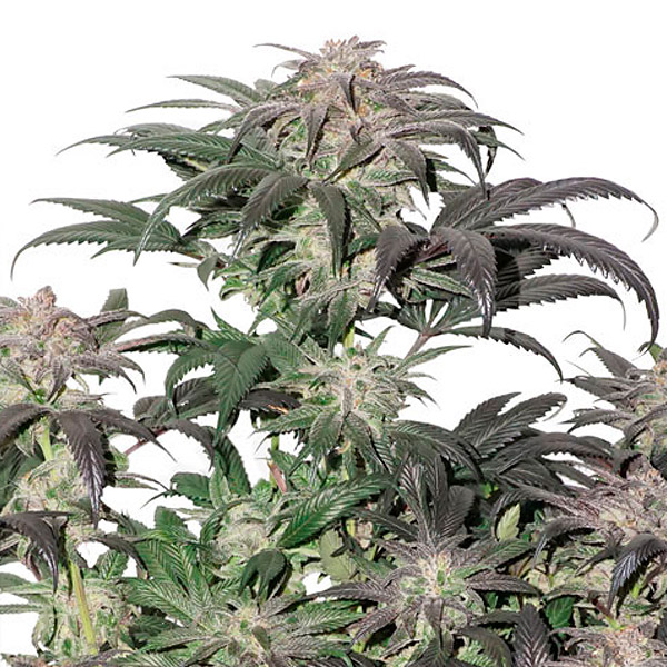 Semillas feminizadas Bubba Island Kush de Dutch Passion para cultivo de cannabis