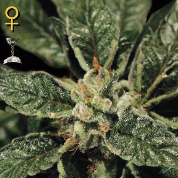 Planta de cannabis Bubba Kush variedad feminizada para cultivo en Green House