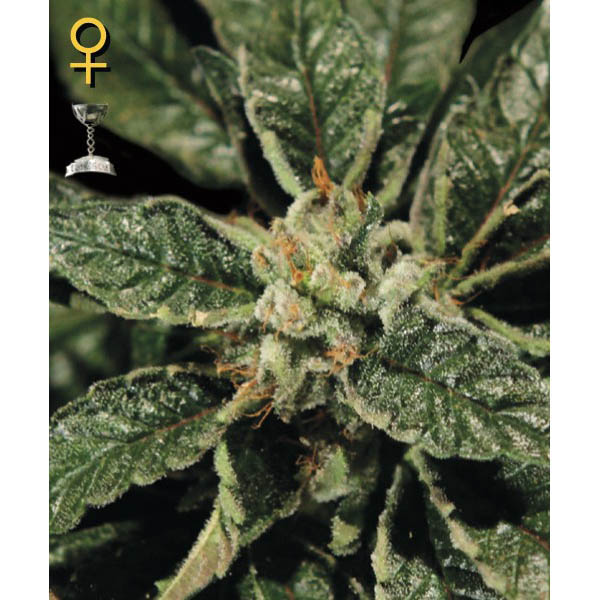 Semillas feminizadas Bubba Kush para cultivo de cannabis