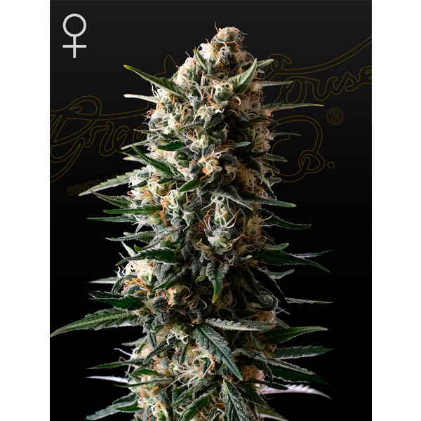 Semillas feminizadas Bubba Slush de Green House para cultivo