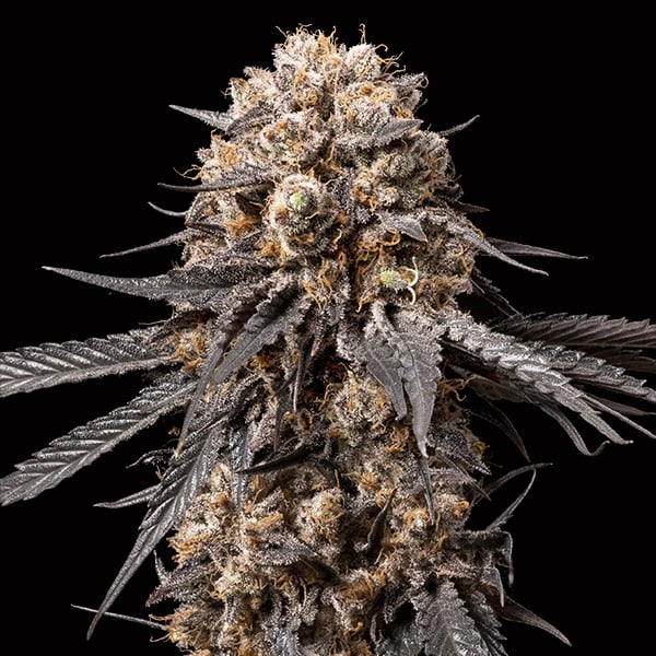 Semillas feminizadas Bubbas Gift para cultivo de cannabis