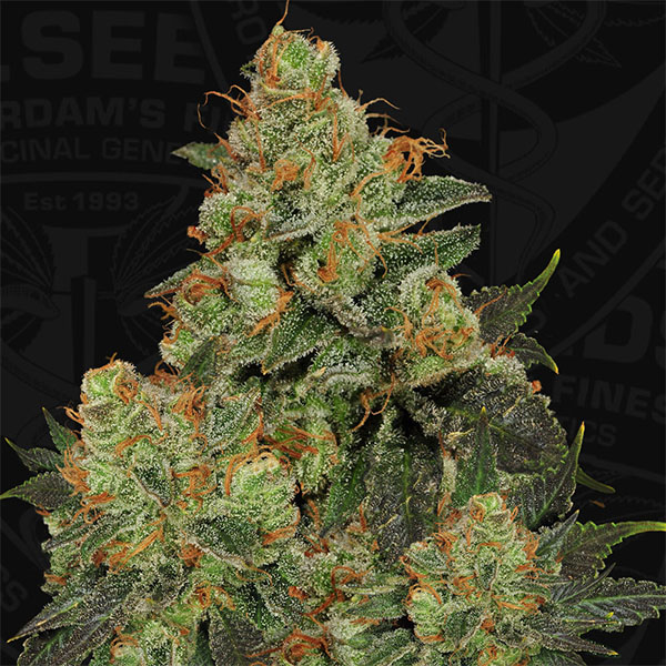 semillas feminizadas Bubblegum pack limitado T.H. Seeds