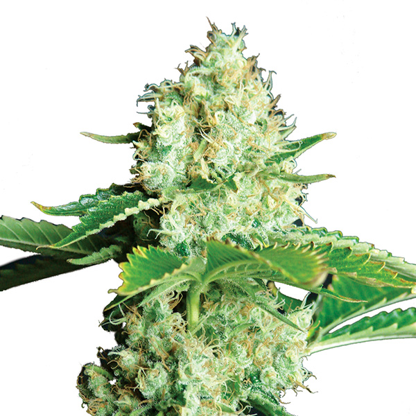 semillas feminizadas Bubblelicious para cultivo de cannabis
