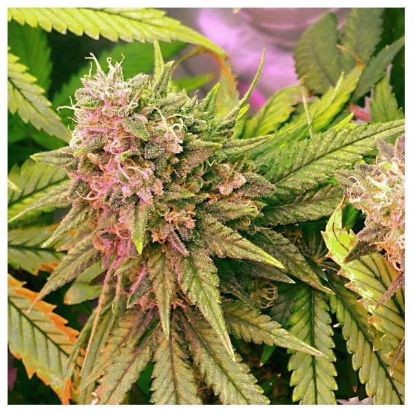 semillas regulares Bubblelicious de Nirvana Seeds para cultivo
