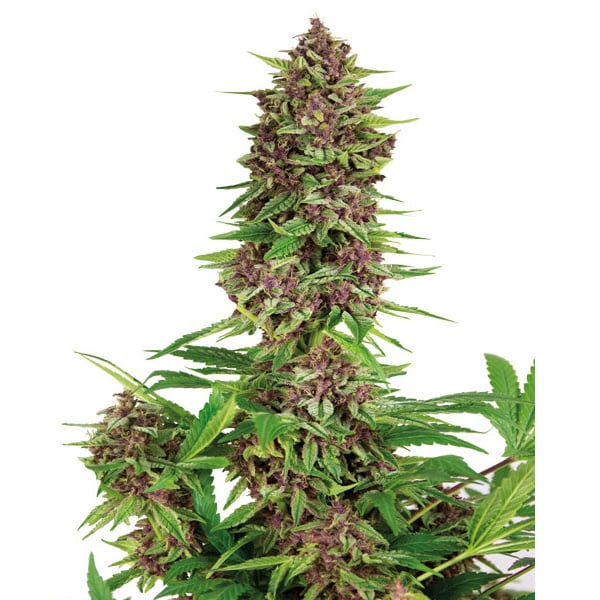 semillas feminizadas Buddha Purple Kush de Buddha Seeds